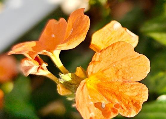 象征着真相的花朵是什么花？揭秘真相之花的神秘含义？