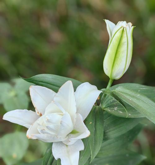 白百合花的花语是什么？如何用它表达爱意？