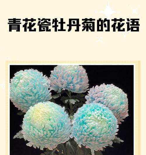 卷边菊的花语是什么？卷边菊代表了哪些含义？