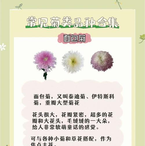 卷边菊的花语是什么？卷边菊代表了哪些含义？