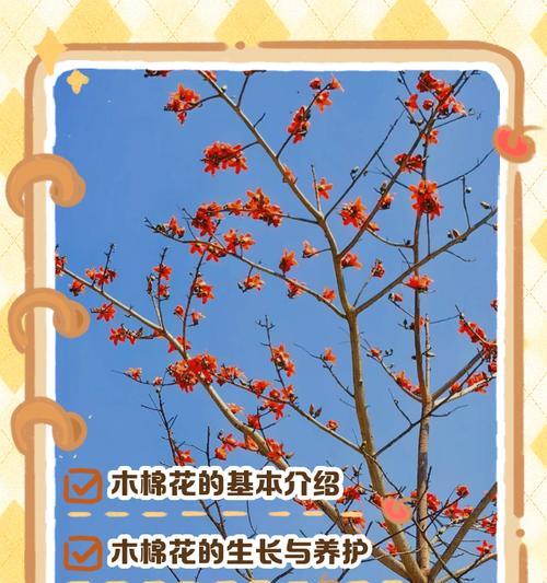 桔红花的花语是什么？桔红花象征着什么含义？