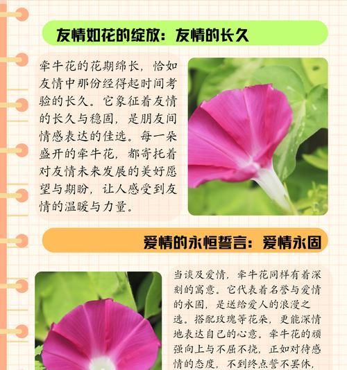 花九朵代表什么含义？九朵花的象征意义是什么？