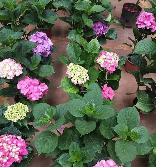 五色球花代表什么含义？五色球花的寓意有哪些常见问题解答？