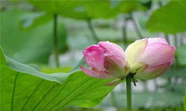五色球花代表什么含义？五色球花的寓意有哪些常见问题解答？