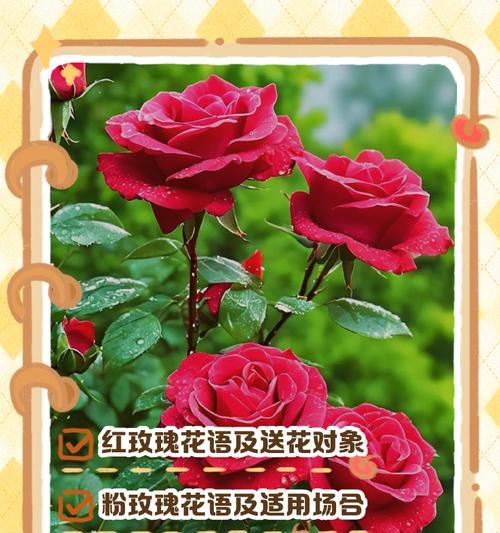 玫瑰的花语是什么意思？不同颜色玫瑰代表什么含义？