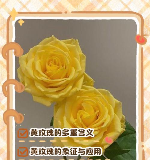 玫瑰的花语是什么意思？不同颜色玫瑰代表什么含义？
