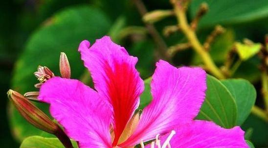 寓意定情信物的花是什么花？哪种花最适合作为爱情的象征？