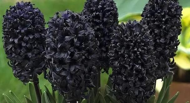 花的黑色代表什么含义和象征？黑色花朵的象征意义有哪些？
