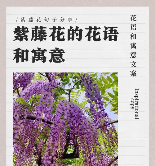 什么花寓意着真相的意思？揭秘真相之花的象征意义？