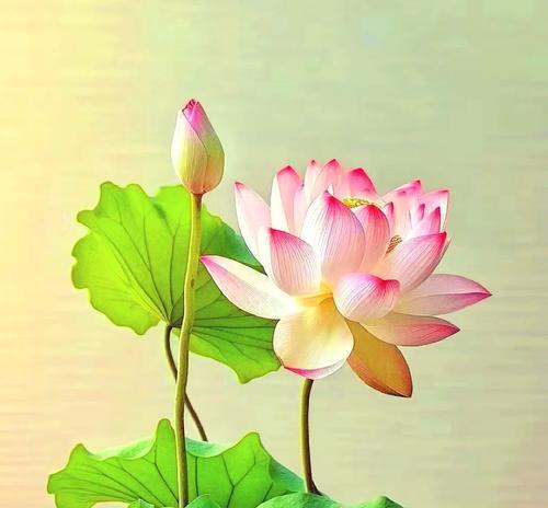 平安成功寓意的花是什么花？如何选择寓意吉祥的花卉？