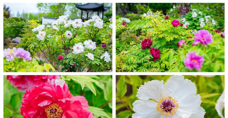 诚信寓意的花指的是哪种花？它象征着什么含义？