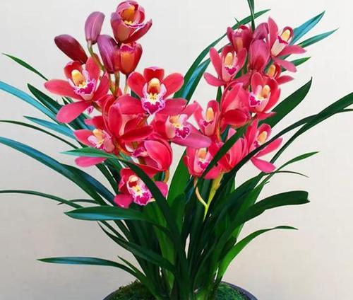 诚信寓意的花指的是哪种花？它象征着什么含义？