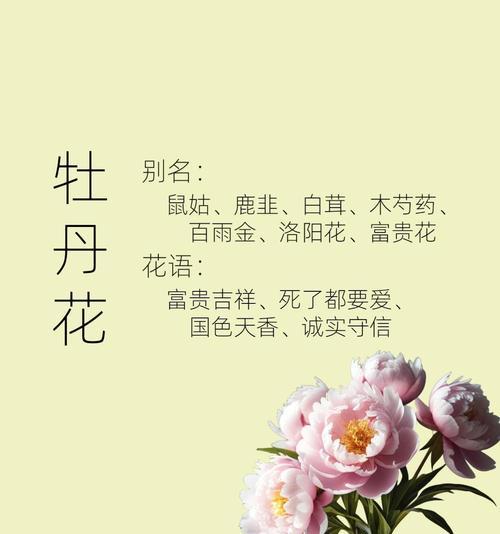 诚信寓意的花指的是哪种花？它象征着什么含义？