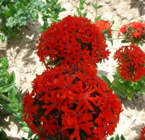 长生花的花语是什么？如何正确解读长生花的含义？