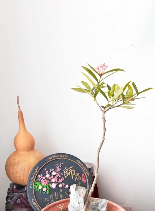 长生花的花语是什么？如何正确解读长生花的含义？