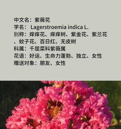 长生花的花语是什么？如何正确解读长生花的含义？