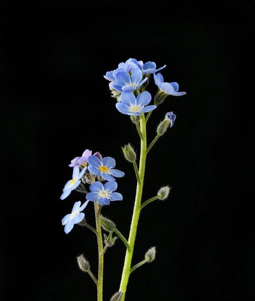 勿忘我花语是什么？这种花代表了什么含义？