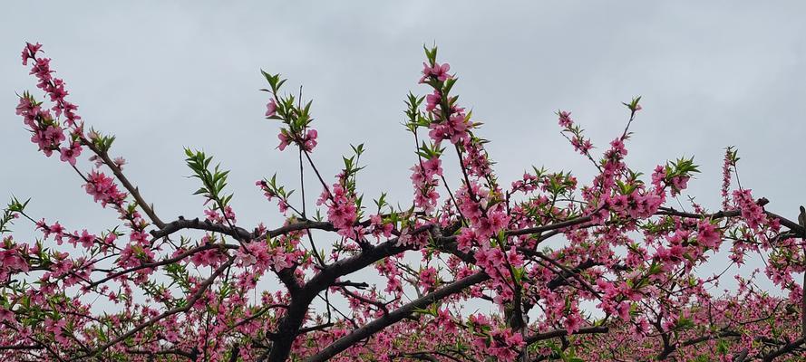 桃树开满花象征着什么？桃花盛开的深层含义是什么？