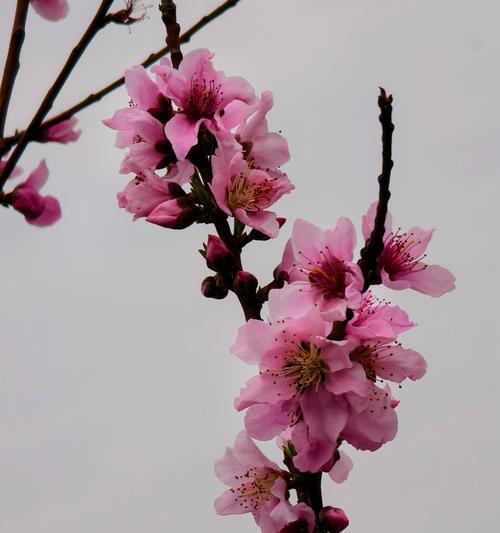桃树开满花象征着什么？桃花盛开的深层含义是什么？
